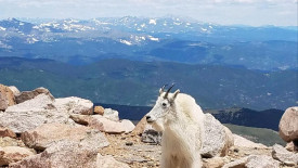 Colorado Sightseer